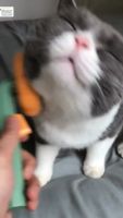 封面Hh8WGxgfGxYdHxsdHhwY