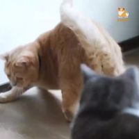 封面HhwdGRsZGxgcHxwWHx8c