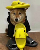 封面HhsYHRYWGhcXHR0ZHB8a