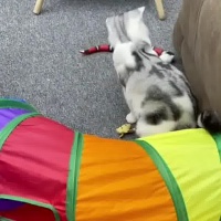 封面HB8fHhwXGR0dFh0YGB0a