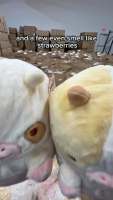 封面Hh4aGh8cGB0eHB0WHRgZHw==