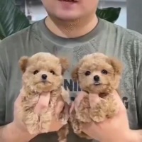 封面GRwbGBYbHxgWHRYXGRof